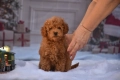 Той пудел (Toy poodle), снимка 9