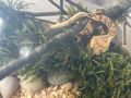 Ресничест гекон - Lilly Whie, снимка 1 - Други - 45345170