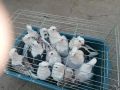 Млади гълъби сатинети, снимка 2