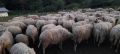 Продавам стадо овце, снимка 6