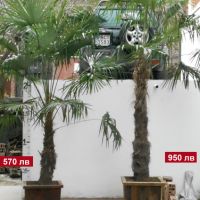 Студоустойчиви палми Трахикарпус в дървени саксии, снимка 1 - Градински цветя и растения - 45325945