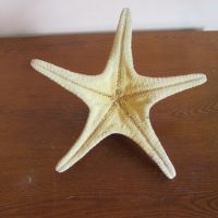 Морска звезда, снимка 2 - Други - 45685248