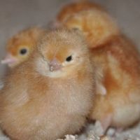 Пилета Ломан Браун Едномесечни с.Ивански, снимка 1 - Кокошки и пуйки - 45303027