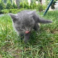 Британска късокосместа котка, снимка 1 - Британска късокосместа - 46111444