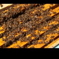 Продавам пчелни отвотки , снимка 1 - За пчели - 45162062