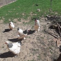 свободни яйца , снимка 5 - Кокошки и пуйки - 45156501