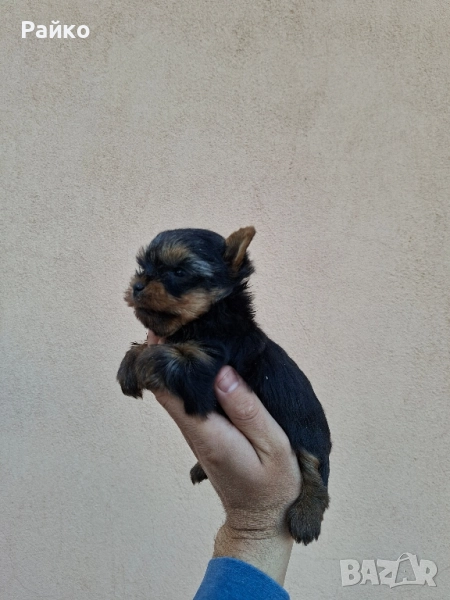 мини йоркширски териер, снимка 1