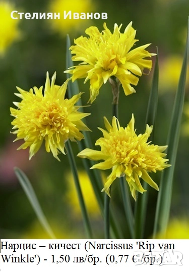 Кичест нарцис (Narcissus 'Rip van Winkle') - луковици, снимка 1