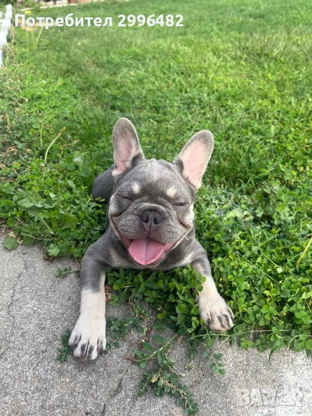 Френски булдог, снимка 1