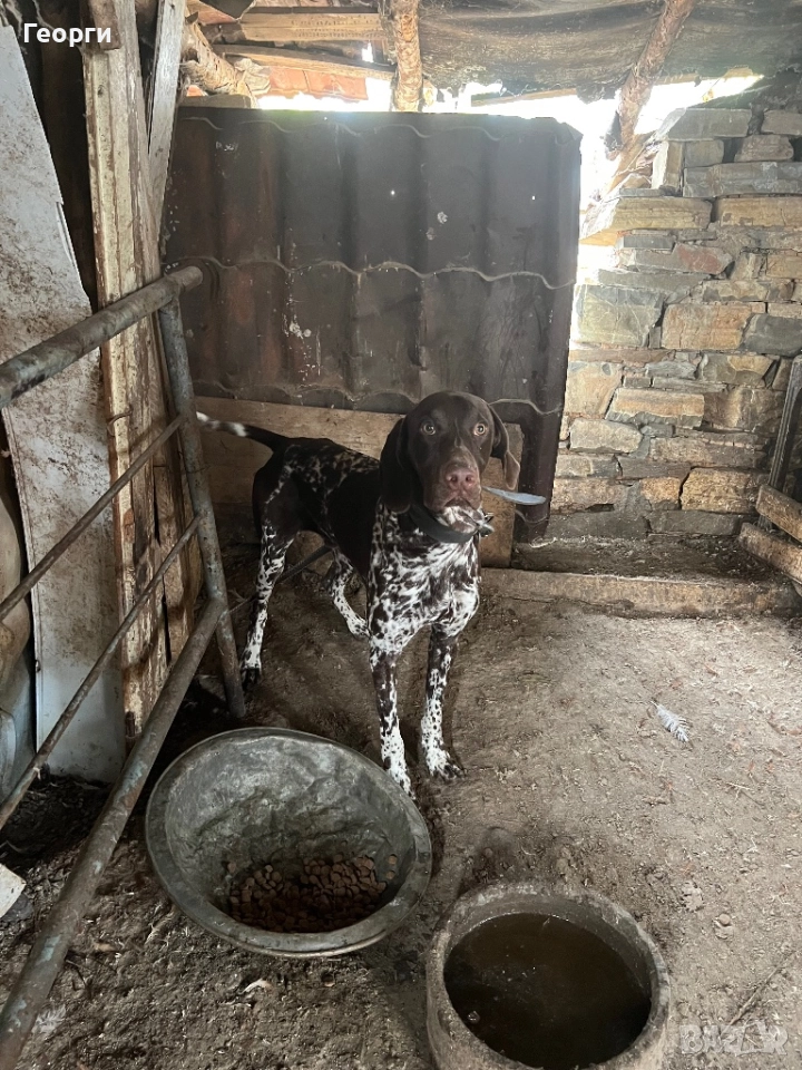 Продавам курцхаар, снимка 1