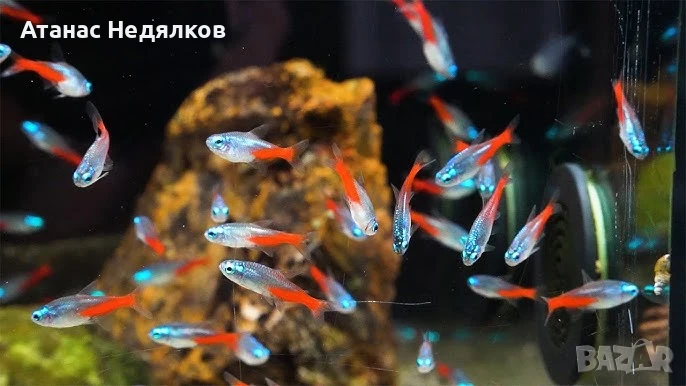 СИН НЕОН, снимка 1