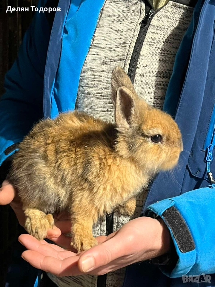 Мини зайчета , снимка 1