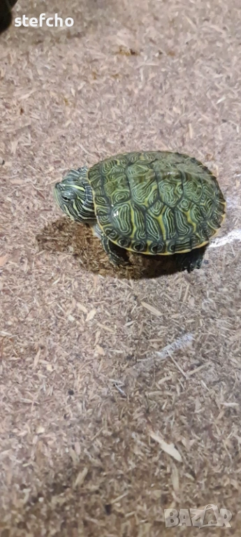 Водна декоративна костенурка, снимка 1