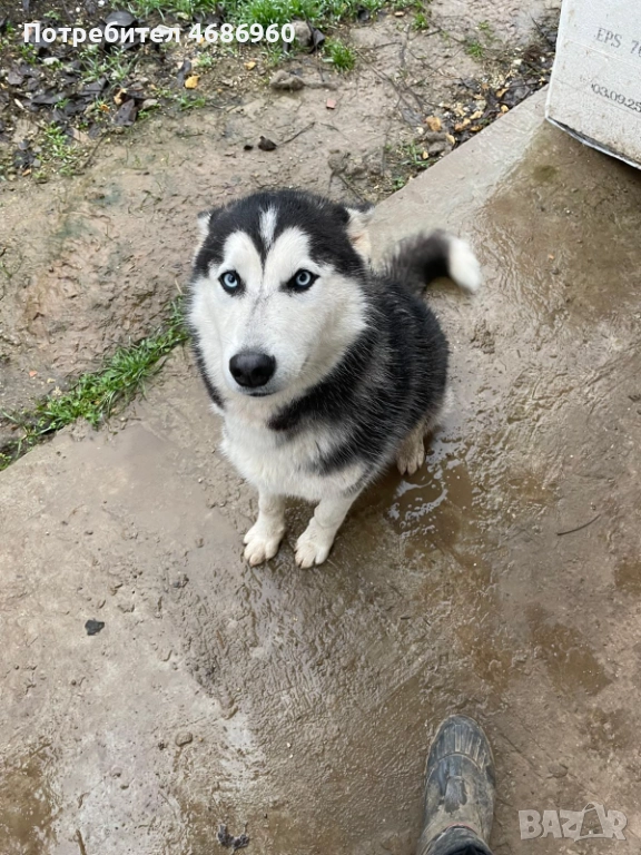 Хъски - Куче, снимка 1