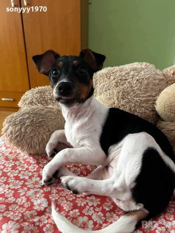 ДЖАК РЪСЕЛ 3112250721, снимка 1