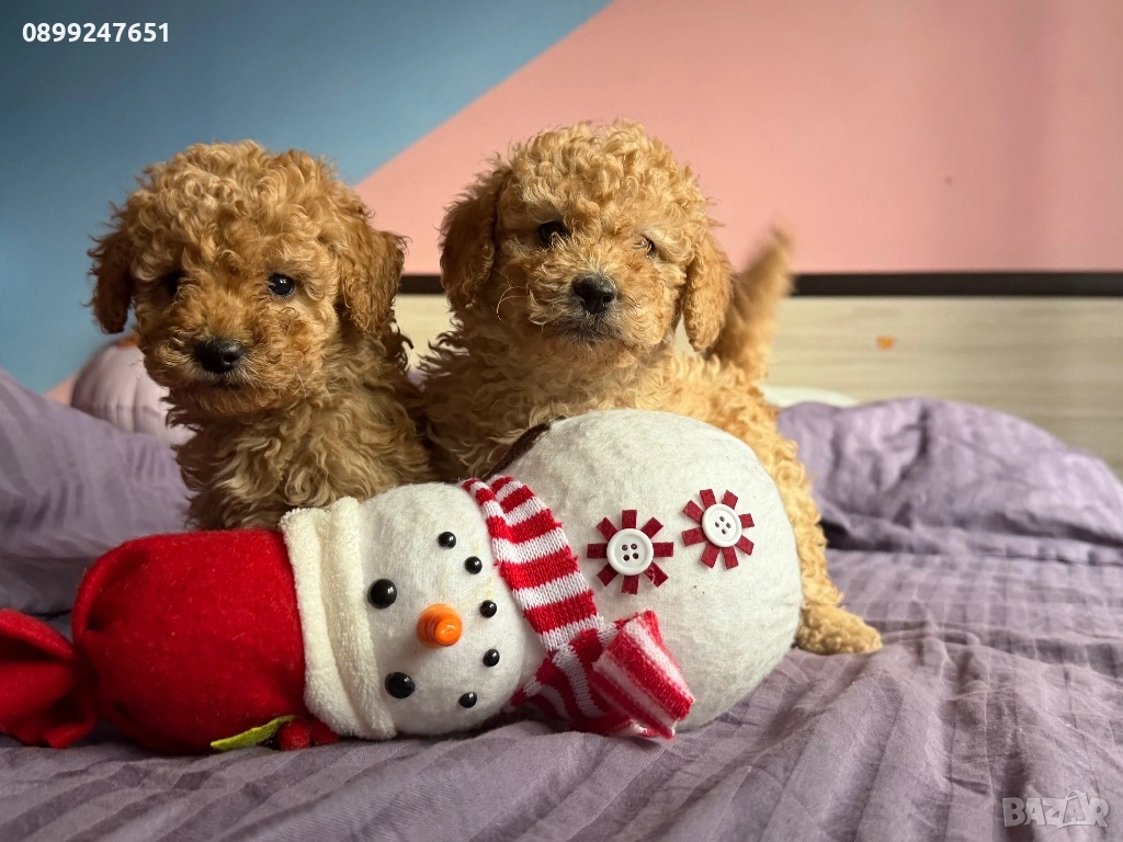 Пудел той, снимка 1