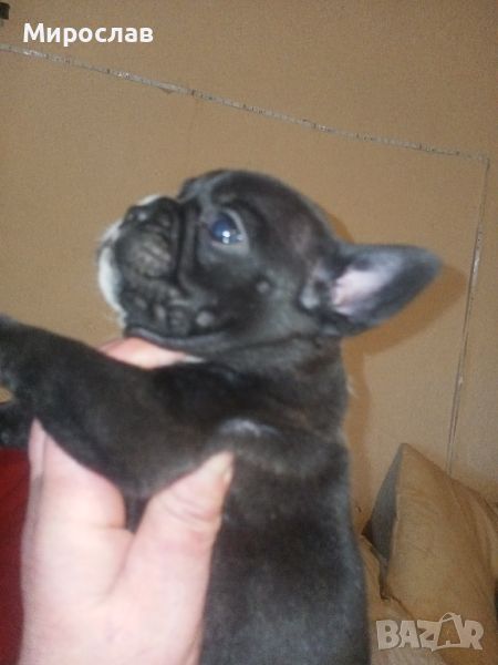 Френски булдог French bulldog , снимка 1