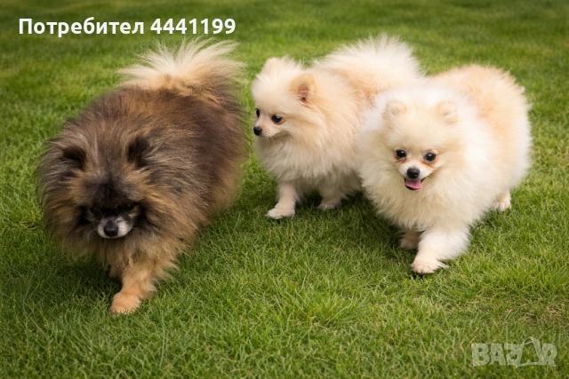 Свободни момичета на 7месеца търсят своите нови спопани!❤️🐶, снимка 4 - Померан - 53656884