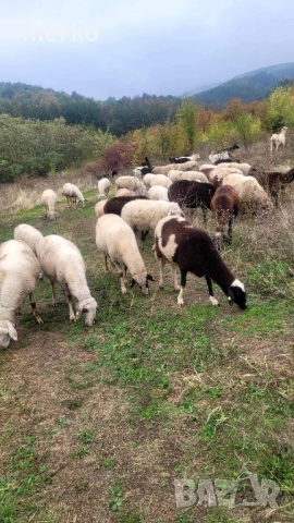 Продават се овце и шилета., снимка 13 - Овце - 52260562