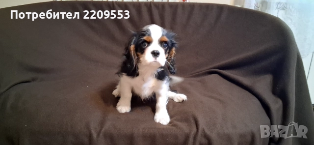 Кавалер Кинг Чарлз Шпаньол FCI, снимка 9 - Кавалер кинг чарлз шпаньол - 52619347