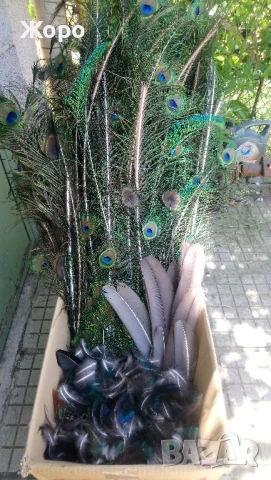 паунски пера много красиви здрави 1000 броя