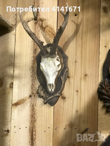 Поставки за ловни трофеи, снимка 10 - Оборудване и аксесоари за оръжия - 54237967