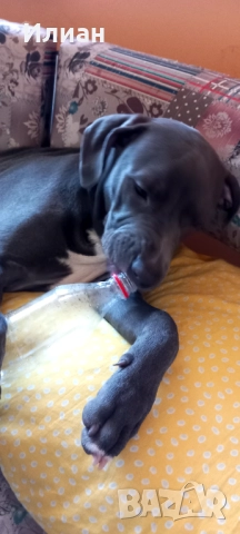 Питбул blue nose , снимка 3 - Питбул - 52606259