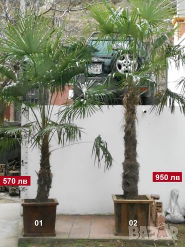 Студоустойчиви палми Трахикарпус, снимка 2 - Градински цветя и растения - 45511140