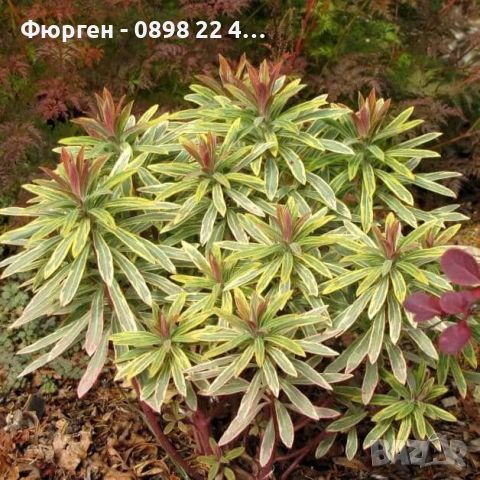 Еуфорбия Рейнбоу - Euphorbia x martinii Ascot Rainbow ПЪСТРОЛИСТНА МЛЕЧКА, снимка 4 - Разсади - 46118468