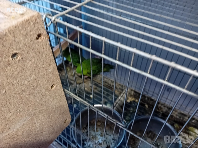 Продавам Аймари , снимка 3 - Папагали - 54153647