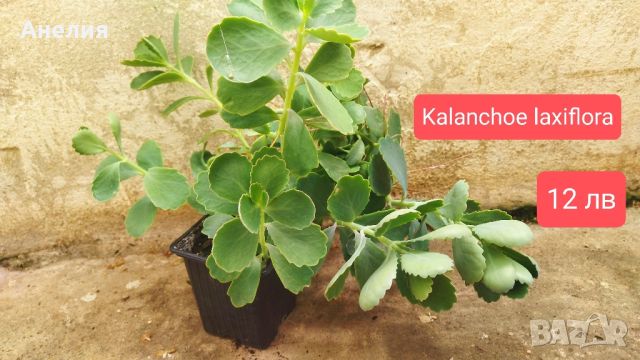 Каланхое Kalanchoe laxiflora, снимка 2 - Стайни растения - 46726253