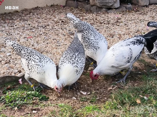 Свободни яйца от Сребърно Брезе Бантам -единствени в България вкарани в България лично от мен , снимка 11 - други­ - 51155393
