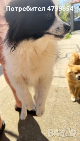 Мини шпиц - померан , снимка 3 - Померан - 54226693