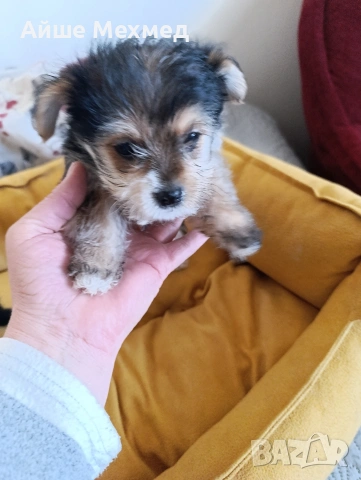 уоркширски териер, снимка 4 - Йоркширски териер - 53634292