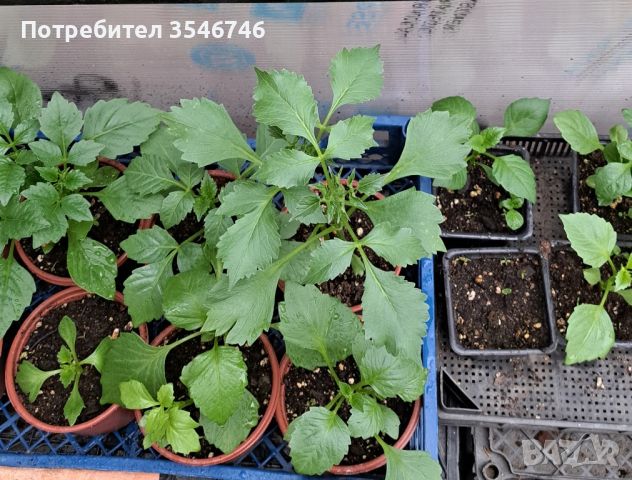 Далия, снимка 1 - Сортови семена и луковици - 45338736