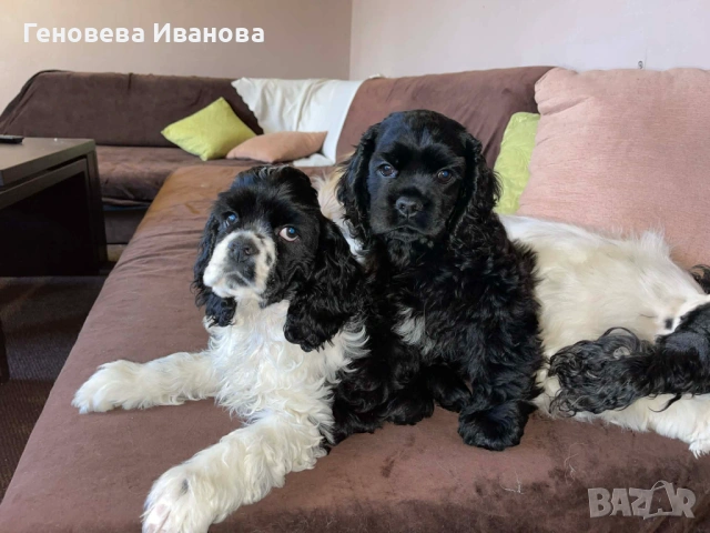 Американски кокер шпаньол, снимка 5 - Шпаньоли - 53004653