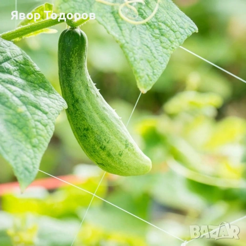 Мрежа за увивни растения и зеленчуци 1.2х20 м, Око 15х17 см , снимка 3 - Други стоки за дома - 53815230