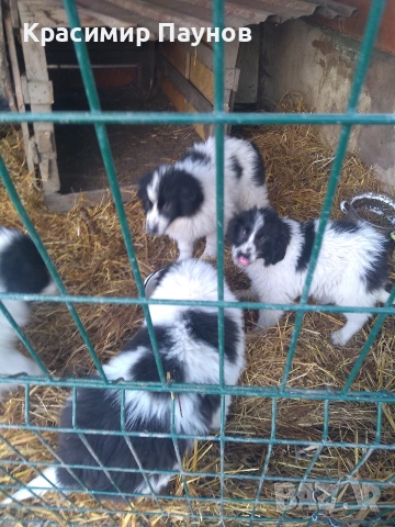 Малки  каракачанки . 4 месеца ., снимка 8 - Каракачанска овчарка - 53821136