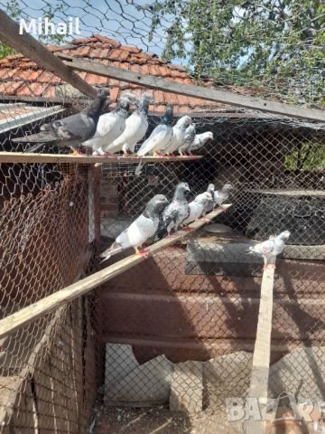 Продавам пакистански гълъби, снимка 2 - Гълъби - 46445772
