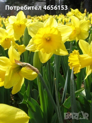 ЛУКОВИЦИ - ЛАЛЕТА , ЕСЕНЕН ЖЪЛТ МИНЗУХАР , МУСКАРИ и НАРЦИС , снимка 9 - Сортови семена и луковици - 53841580