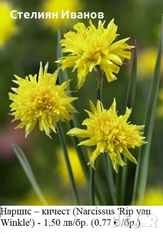 СОРТОВИ НАРЦИСИ - ЛУКОВИЦИ, снимка 4 - Сортови семена и луковици - 52372810