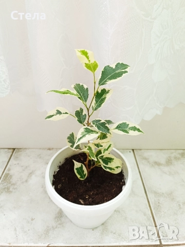 бял Бенджамин и Сциндапсус , снимка 3 - Стайни растения - 52422736