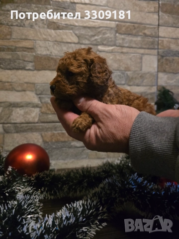 Пудел Той, снимка 3 - Пудели - 52791564