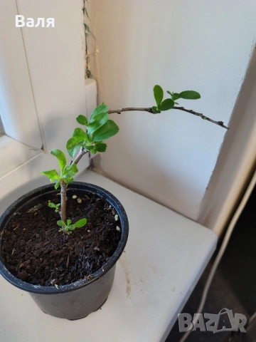 Японска дюля , снимка 2 - Разсади - 52525212