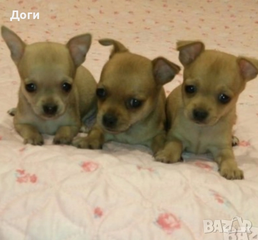 Продавам мини пинчери, снимка 15 - Пинчер - 18626772