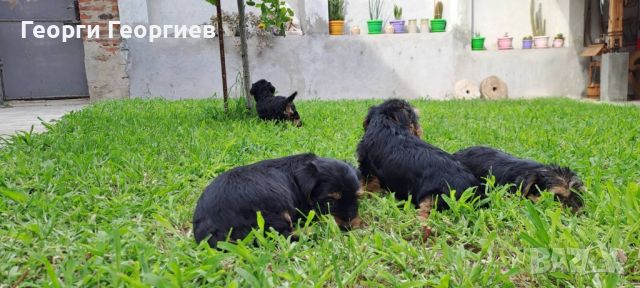 Продавам малки Йоркита мъжки и женски на 3 месеца със всички ваксини , снимка 9 - Йоркширски териер - 46677225