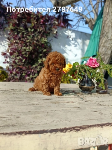 Той пудел, снимка 2 - Пудели - 52632120