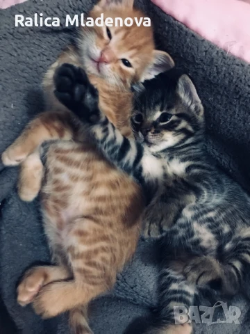 Подарявам котенца, снимка 1