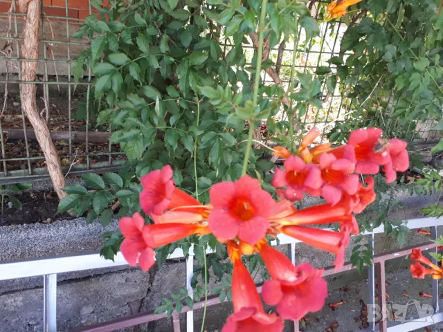 Кампсис, тромпетна лоза (Trumpet vine, Campsis radicans), снимка 5 - Разсади - 47008267