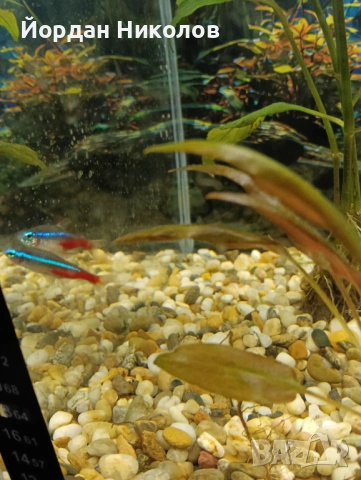 Рибки неони 5 броя , снимка 4 - Рибки - 53292504